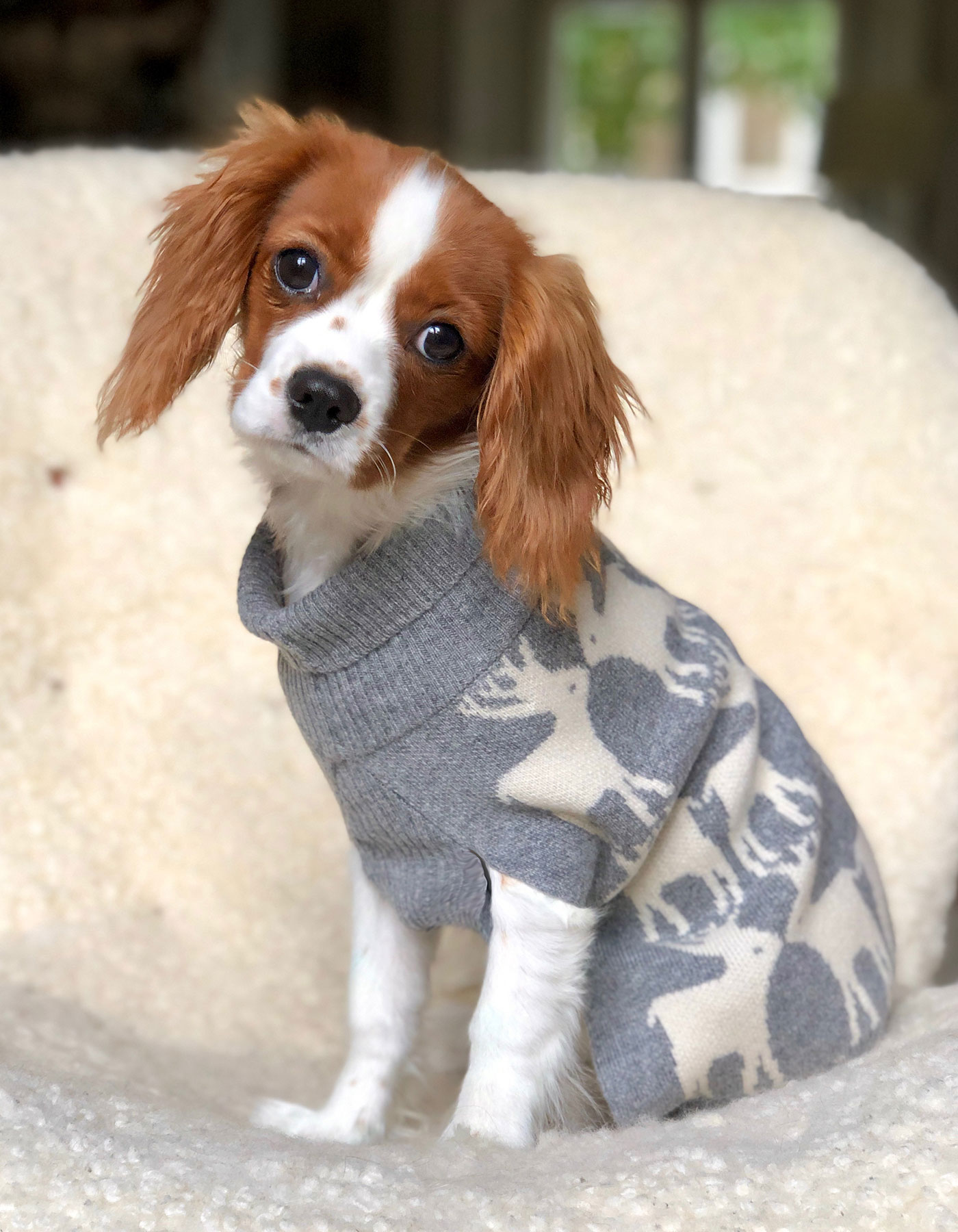 Small dog in pets designer cashmere, the malin darlin cashmere dog sweater.